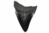 Serrated, Fossil Megalodon Tooth - South Carolina #340193-1